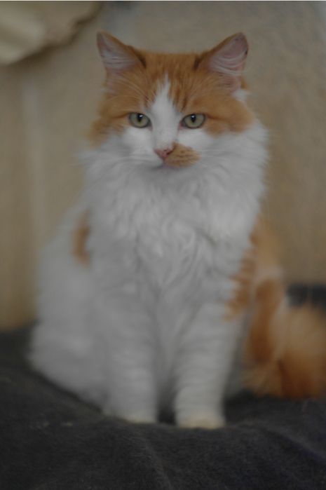 Кошка кішка кошеня молода руда біла рыжая белая