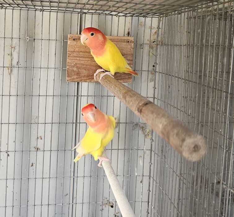 agapornis ficher e personatas