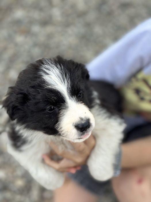 Border collie czarno-biala suczka „Malina”