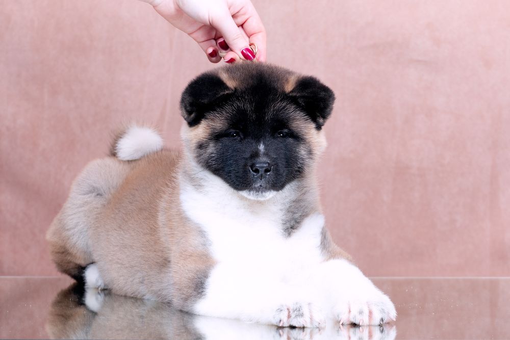 Американскька акіта/ американская акита / american akita