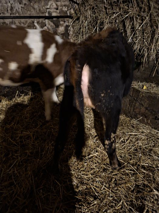 Jałówka jersey nadająca się na krowe