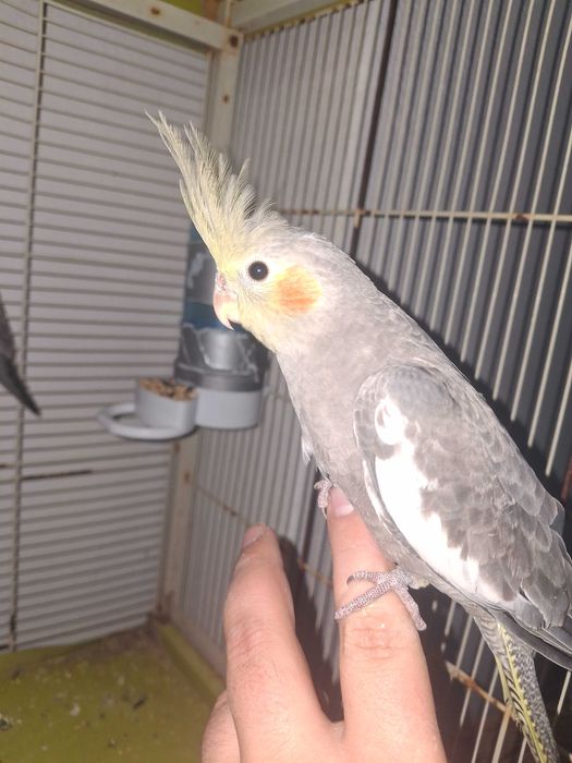 Caturras para mansas