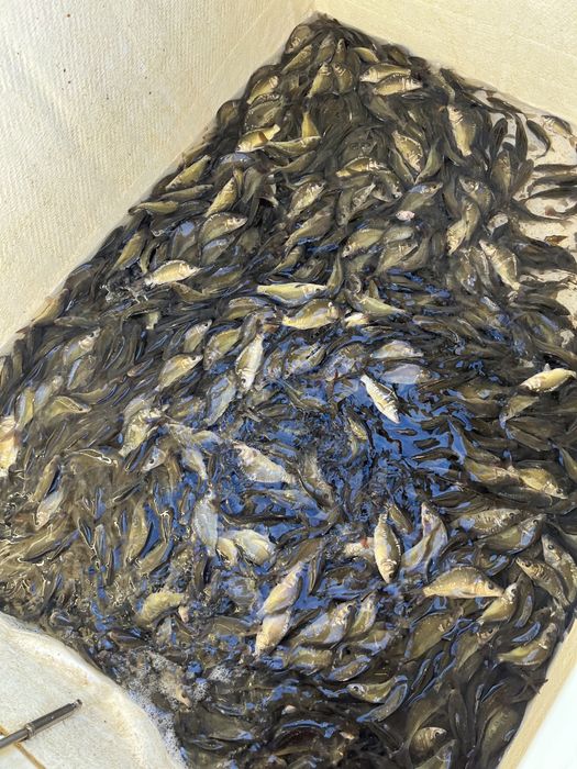 Karp królewski kroczek narybek