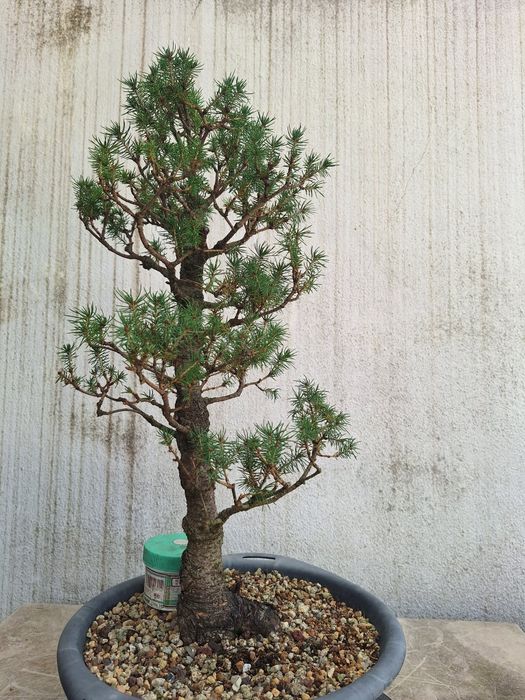 Bonsai picea glauca conica