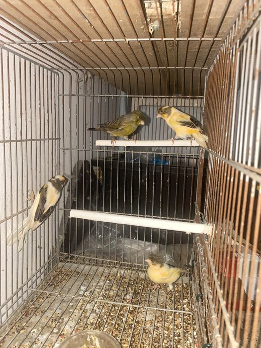 8 canarios para vender ao barato