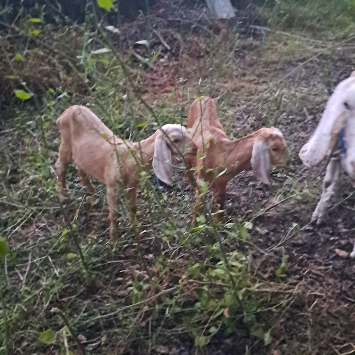 Cabras.Vendo cabrito de raca anglonubiana