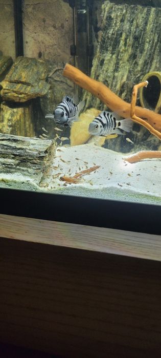Sprzedam pielęgnice Zebra