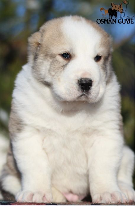 Крупний хлопчик САВ Середньоазіатської вівчарки алабай