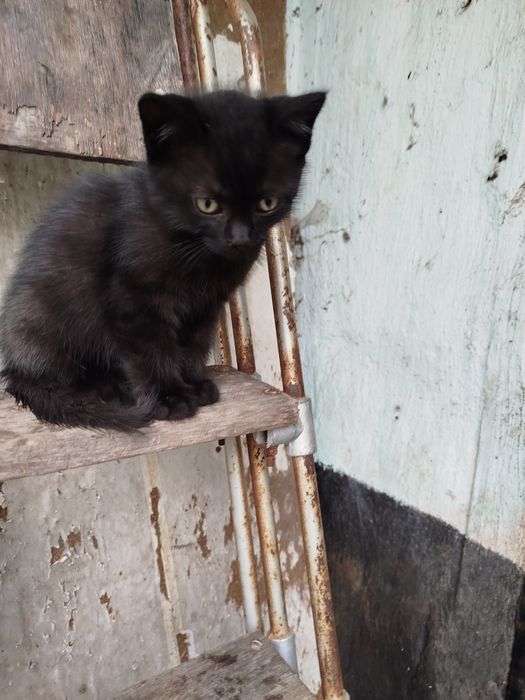 продам котят шотландцы