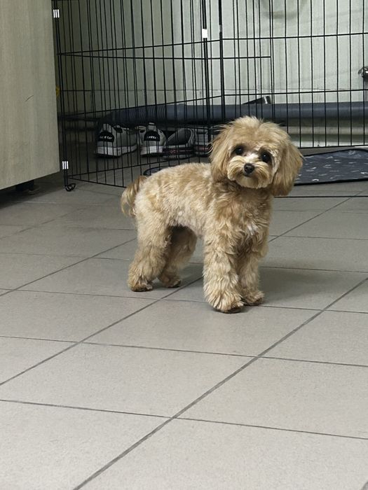 Грумінг. Стрижка собак. Шукаємо модель на грумінг.