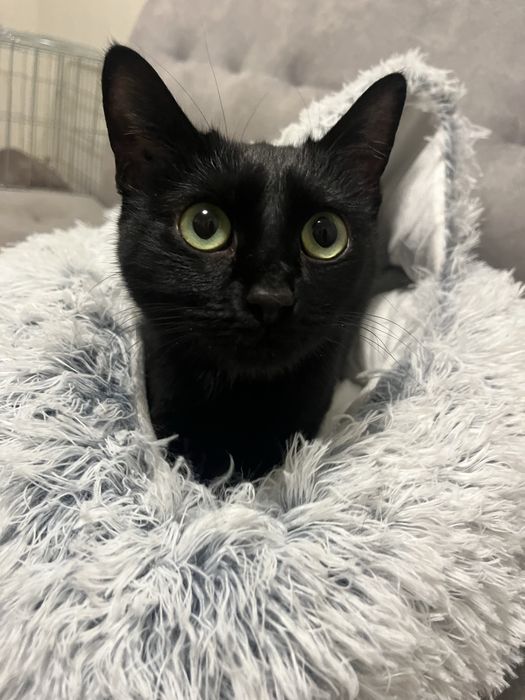 Віддам кицю в добрі руки