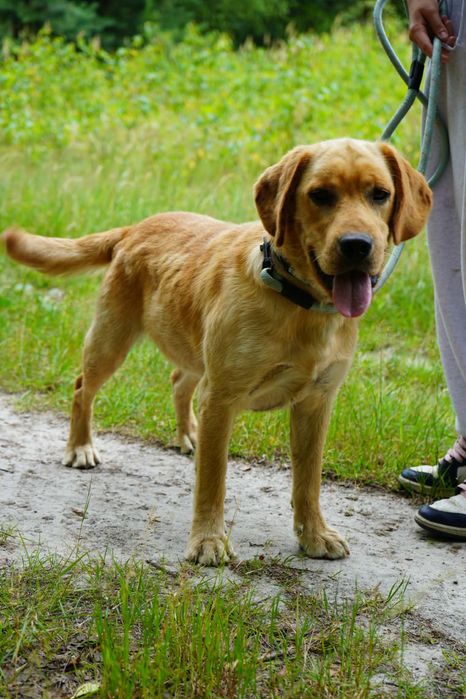 Pies w typie labradora do adopcji