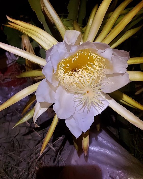 Pitaya - Dragon fruit