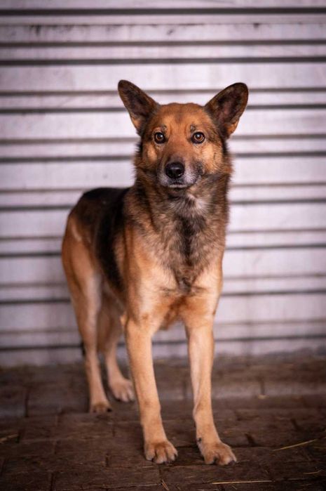 Simba - niezależny, dumny, wolny - pies do adopcji.