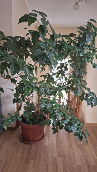 Дерево роза китайская