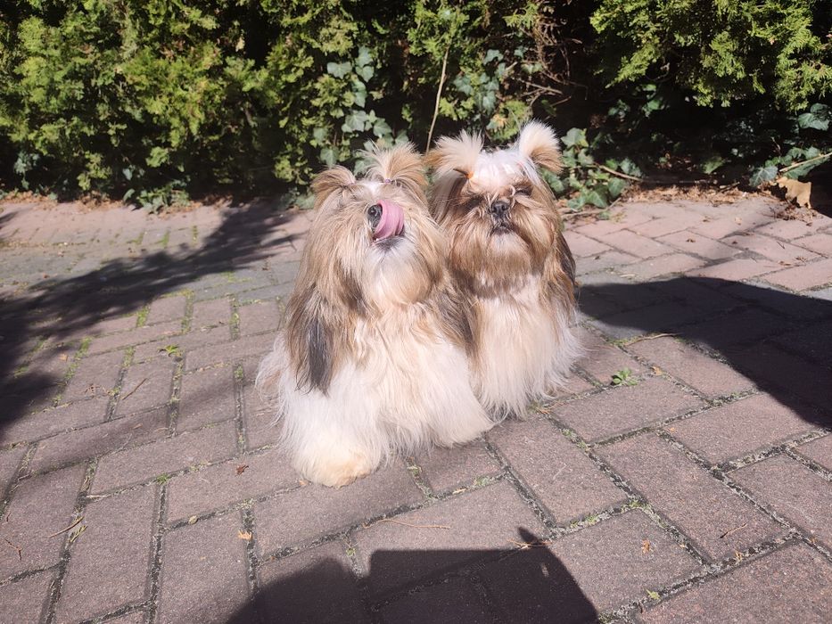 Shih Tzu 7 lat, Chłopiec i dziewczynka