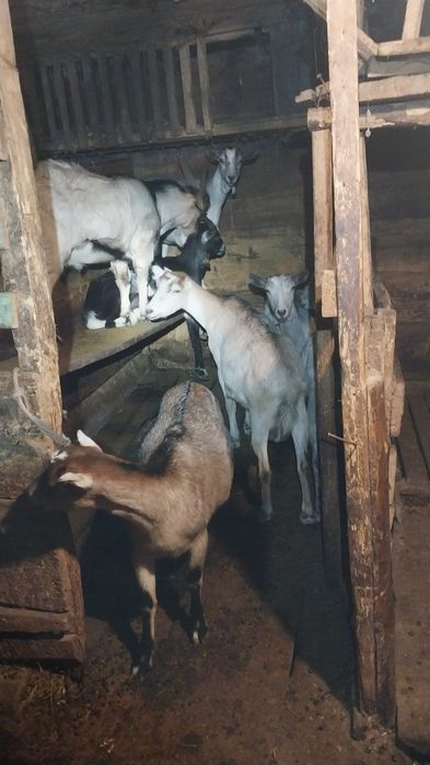 Кози ламанча та англонуби