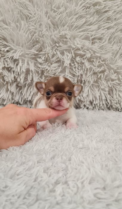 Excelente menino mini mini chihuahua/chiuaua linhagem Russa.Qualidd