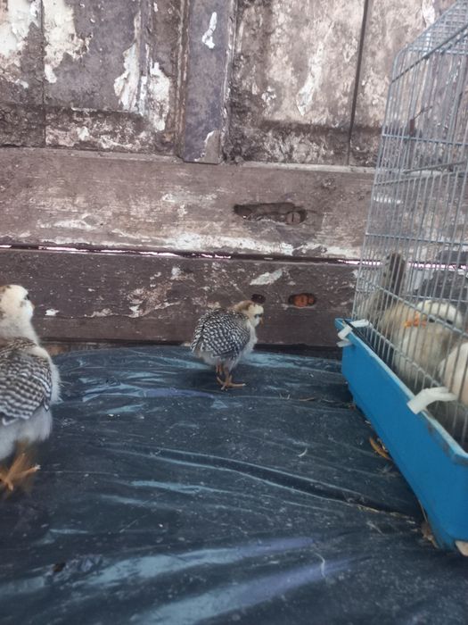 Vendo pintinhos de boas mais criadeiras