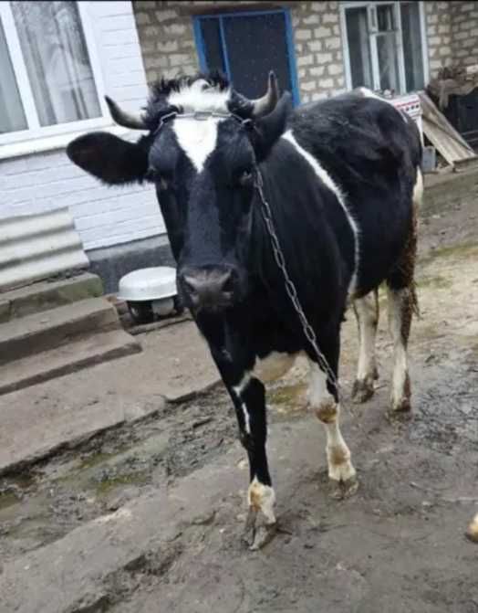 Продається телиця