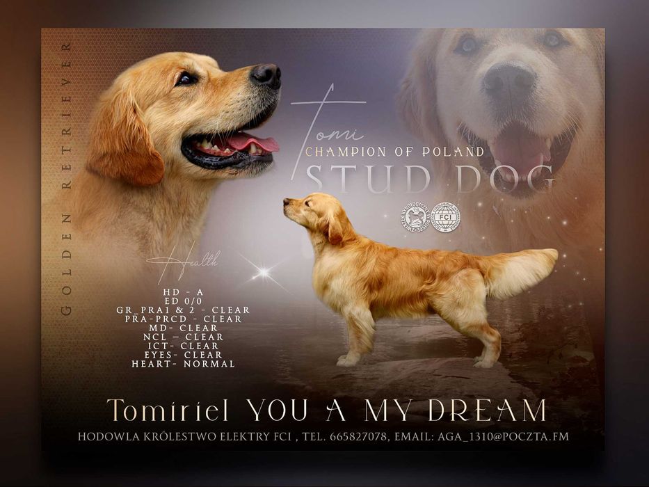 Reproduktor Golden Retriever ZKwP FCI