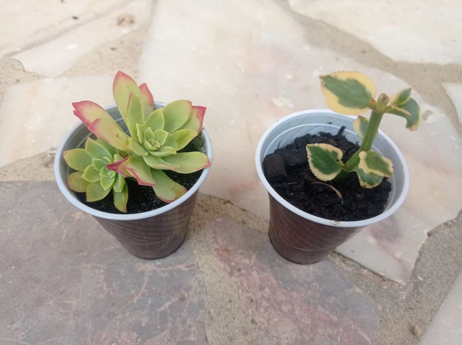 Suculentas promoção 2 por 1 euro