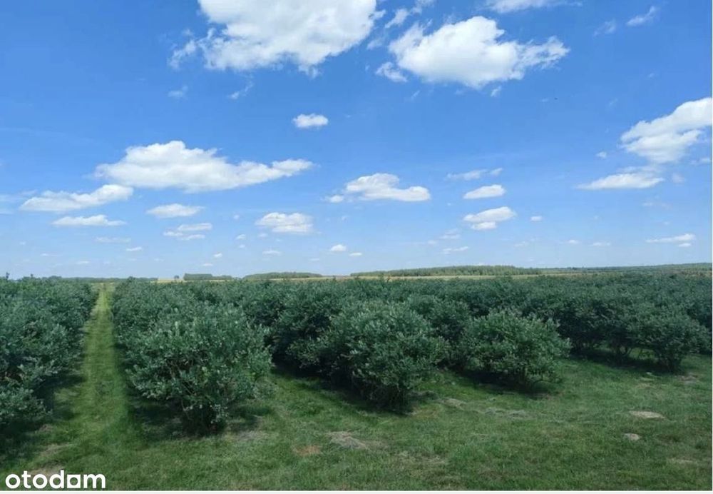 Działka budowlana/plantacja borówki amerykańskiej Osiny k. Wierzbicy - View 2