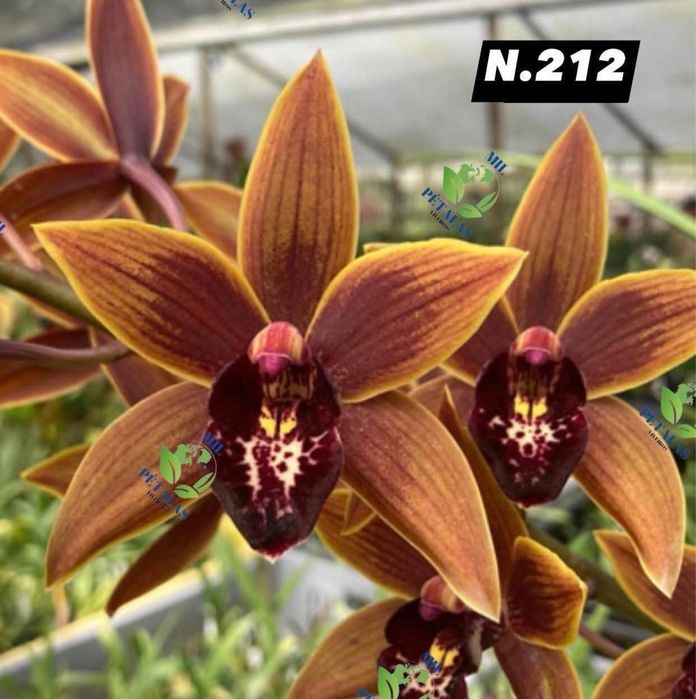 Orquídeas de Coleção a 9,50€ com 3/4 bolbos prontas a florir