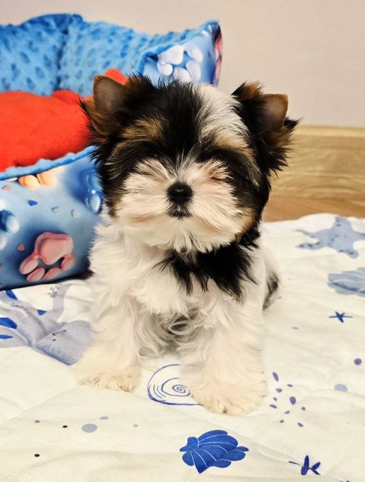 Maleńka dziewczynka 100%  BIEWER York  bardzo malutka