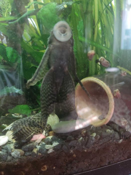 Обмен на иншу рыбу