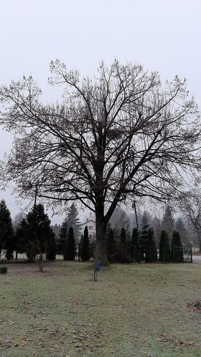 Sprzedam dużą lipę na drzewo lub rzeźbę