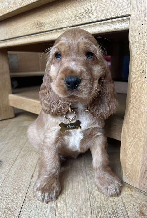 Дівчинка англійського кокер-спаніеля з виразним поглядом