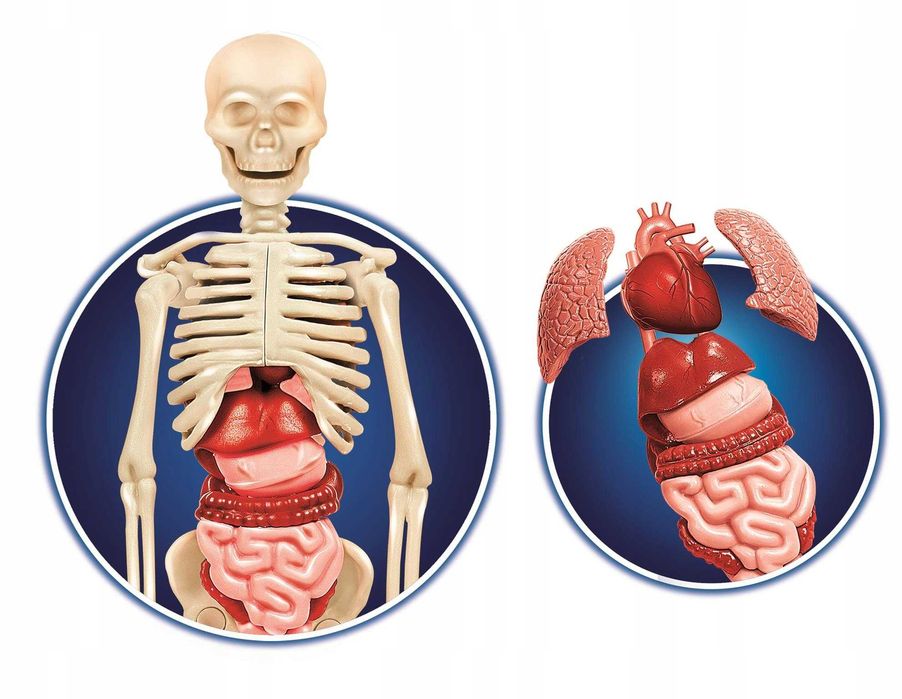 Ciało Ludzkie Człowieka ZESTAW SZKIELET Clementoni
