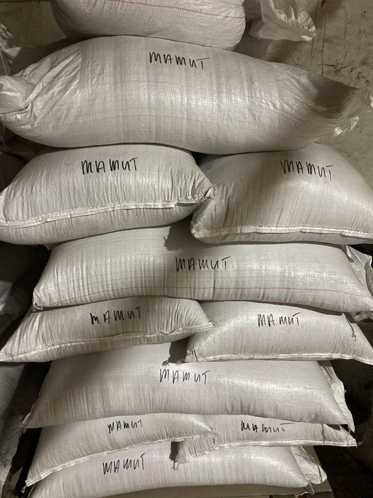 Sprzedam pszenżyto jare Mamut