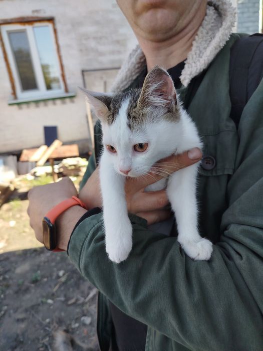 Віддам кошенят 3х місячних