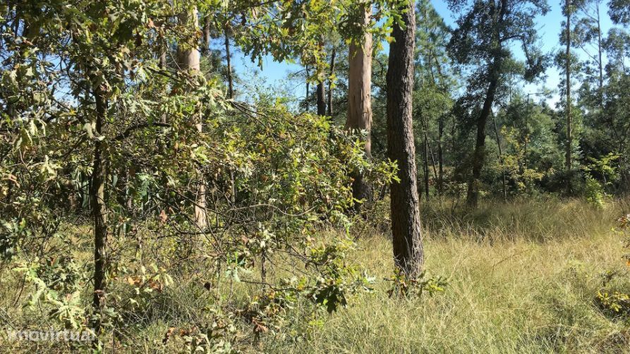 Terreno - Zona Florestal de Produção