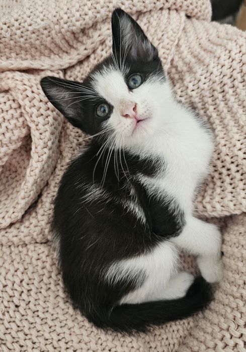 Gatinhos bebés adoção responsável