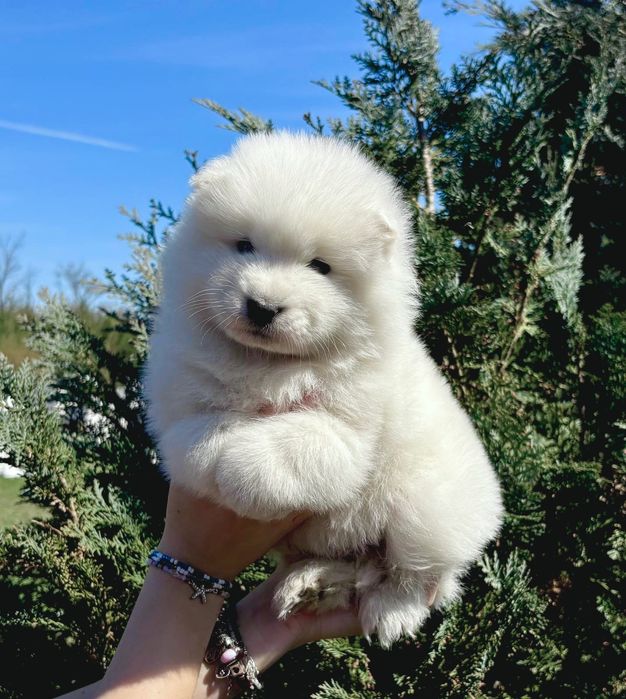 Samoyed BezoweLove FCI ZKwP