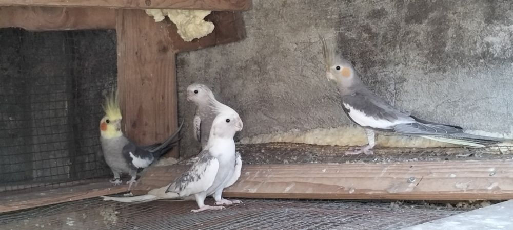 Caturras para vender