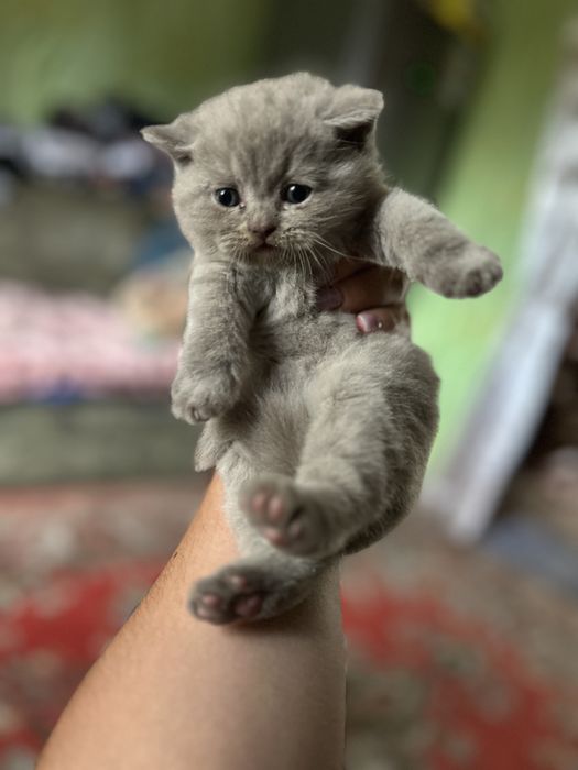 Шотланські кошенята