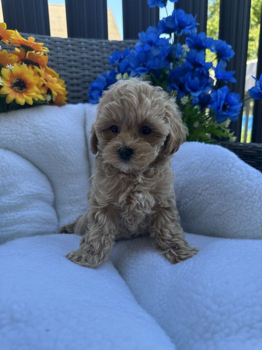 Дівчинка мальтіпу