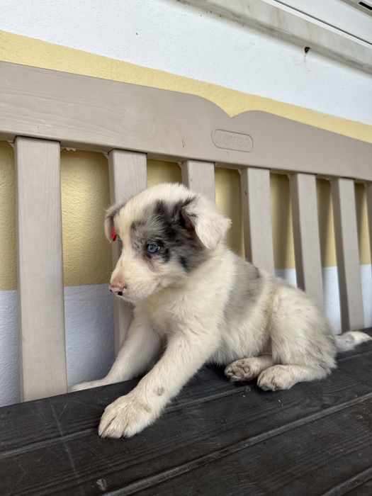 Border Collie Merle Femea com olhos azuis