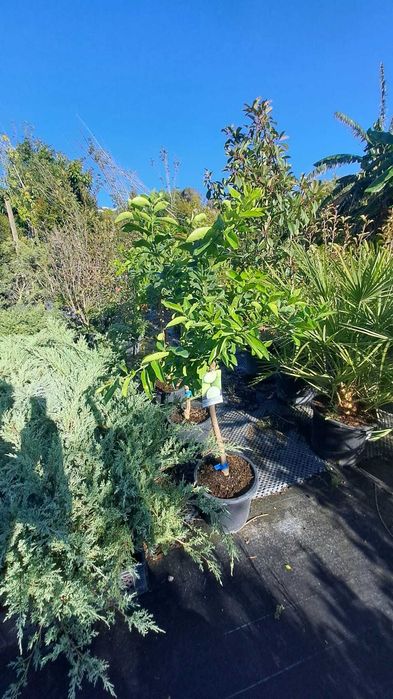TANGERINEIRAS (Citrus Reticulata)