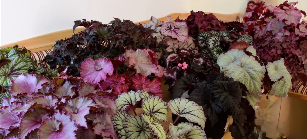 Листики и кустики! Сортовые Королевские Бегонии