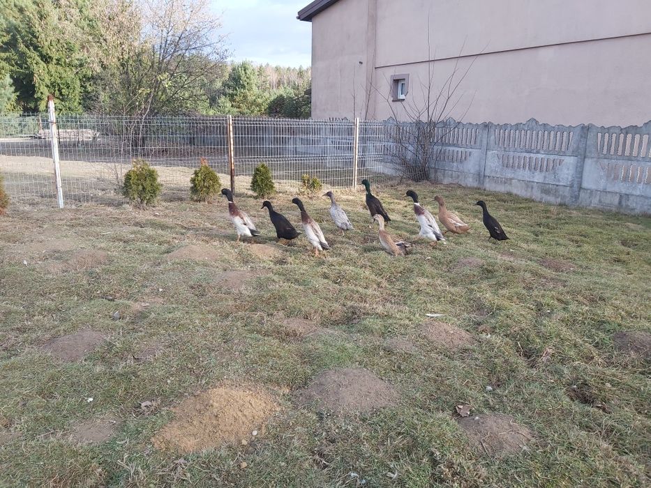 Biegusy - kaczki ,kaczory