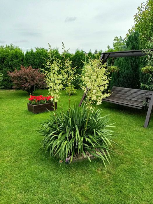 Działka rekreacyjna ROD Gorzycko koło Międzychodu