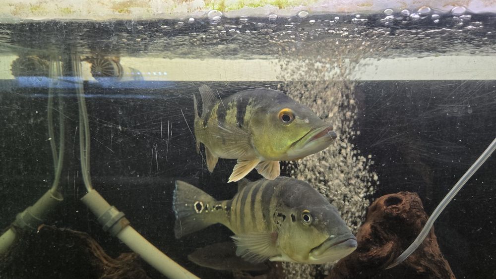 2 ciclhas piquiti 1 ciclha ocellaris