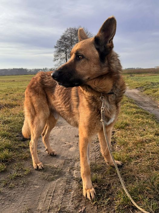 Rocky dużych rozmiarów towarzyski pies