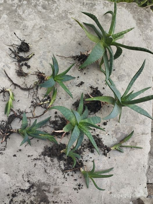 Алоє Вера з дітками