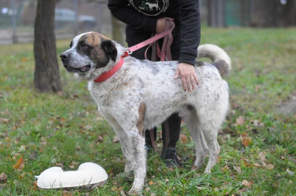 BOSS - w typie bernardyna